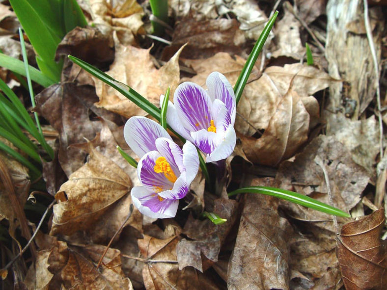 Crocus vernus (Dutch Crocus)