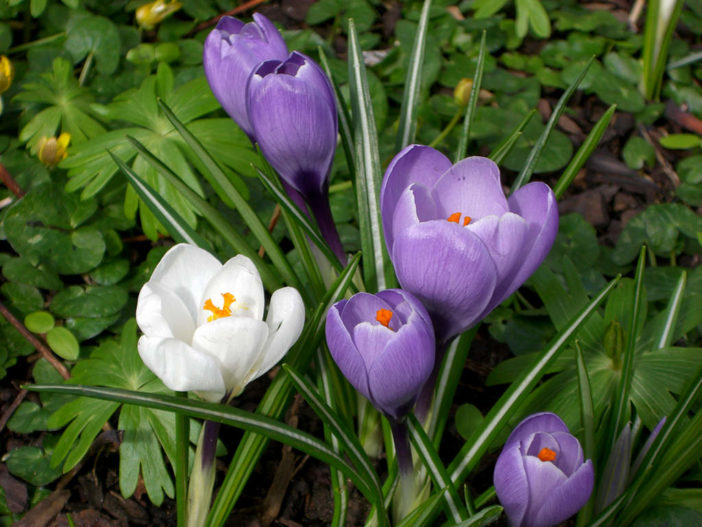 Crocus vernus (Dutch Crocus)