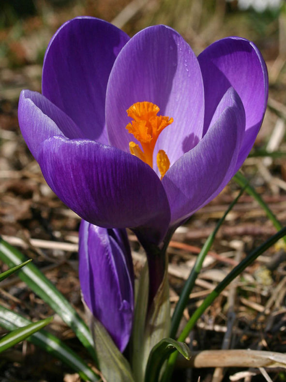 Crocus vernus (Dutch Crocus)