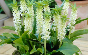 Eucomis autumnalis ‘Alba’ Eucomis autumnalis 'Alba'