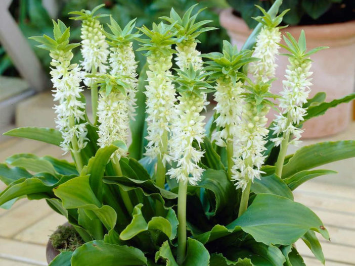 Eucomis autumnalis 'Alba'