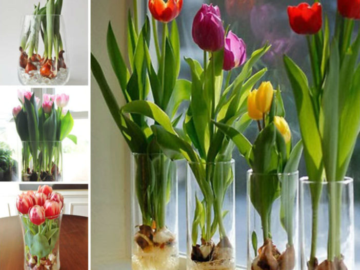 Grow Tulips in Water