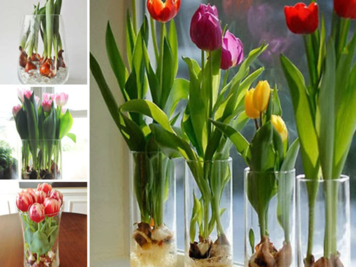 tulip bulbs in glass jar