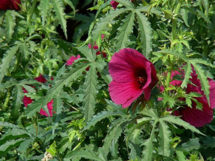 Hibiscus cannabinus (Kenaf)