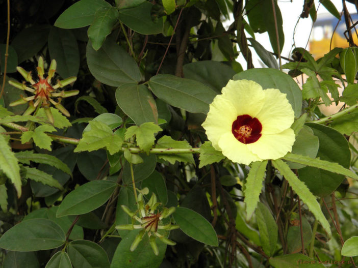 Hibiscus surattensis (Wild Sour)