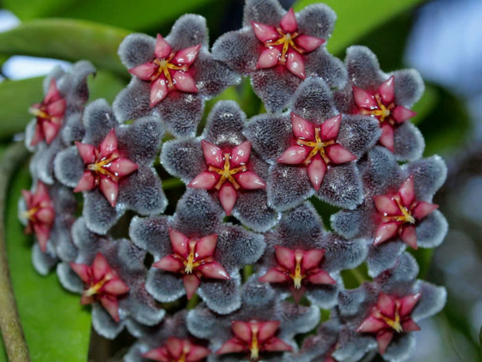 Hoya pubicalyx 'Black Dragon'