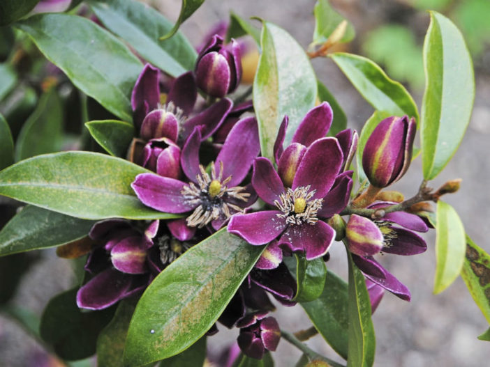 Magnolia figo 'Purple Queen' (Banana Shrub)