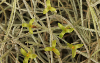 Tillandsia usneoides (Spanish Moss) Tillandsia usneoides (Spanish Moss)