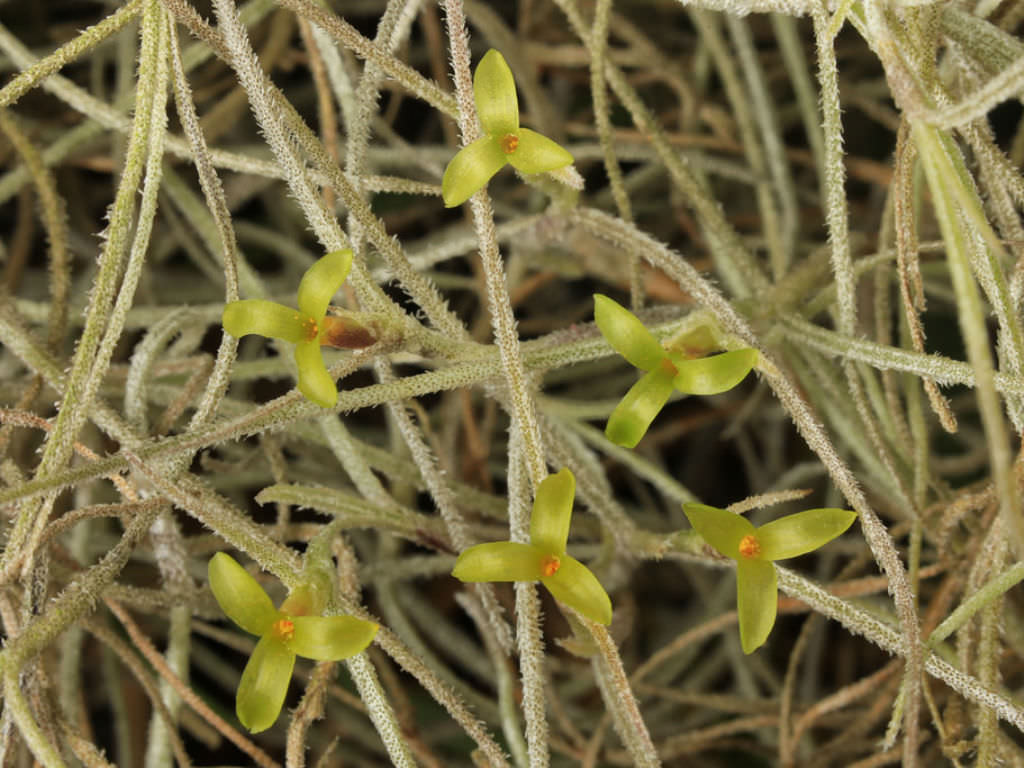 Tillandsia usneoides (Spanish Moss) - World of Flowering Plants