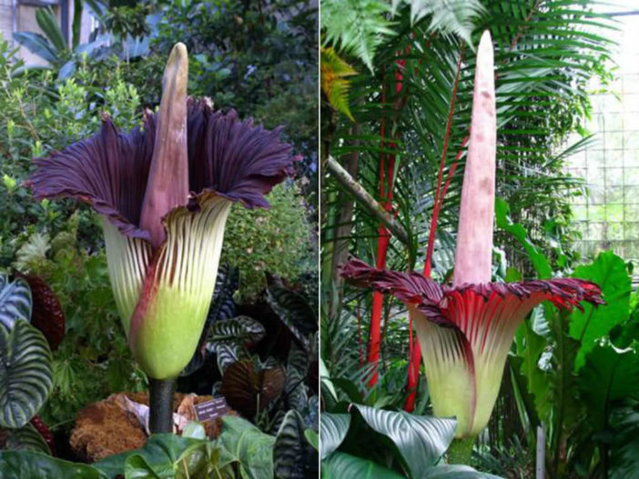 Titan Arum (Amorphophallus titanum)