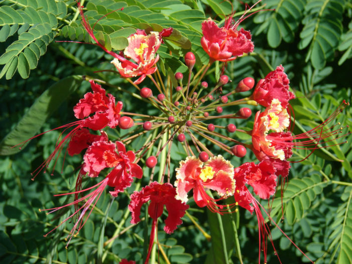 Grow and Care Caesalpinia