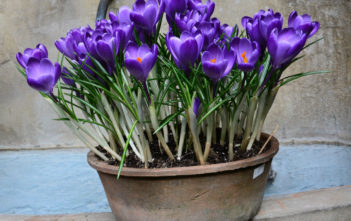 How to Force Crocus to Bloom Indoors Crocus Indoors