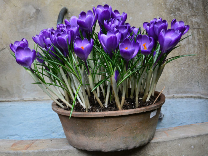 Force Crocus to Bloom Indoors