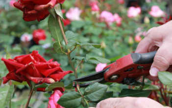 How to Deadhead Roses Deadhead Roses