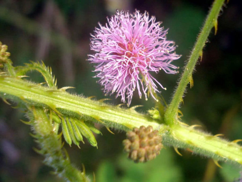 Mimosa diplotricha (Giant Sensitive Plant)