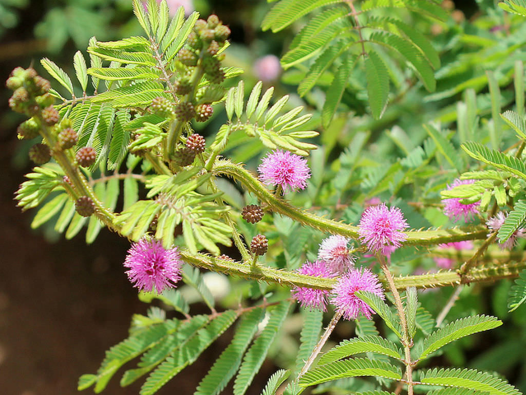 Mimosa Diplotricha Giant Sensitive Plant World Of Flowering Plants