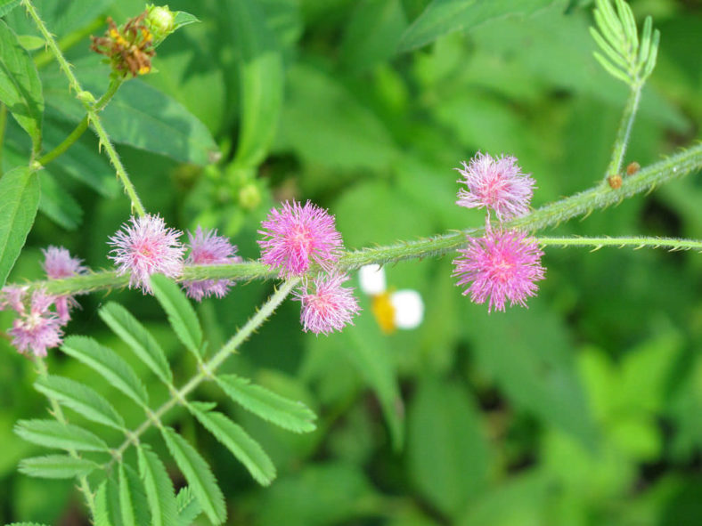 Mimosa diplotricha (Giant Sensitive Plant)
