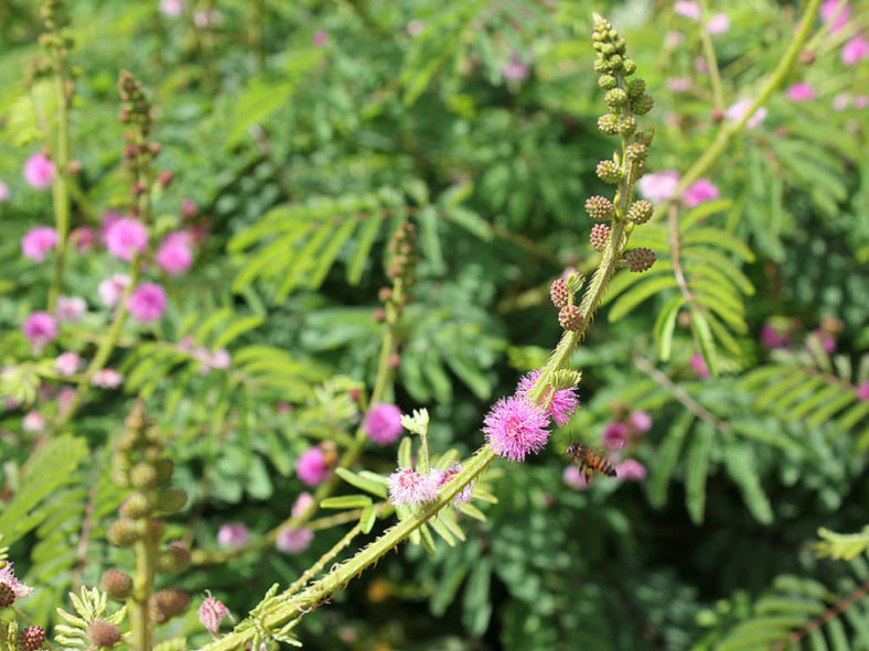 Mimosa diplotricha (Giant Sensitive Plant)