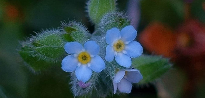 Forget-me-not Seeds Field Forget Me Nots Myosotis Arvensis Blue Flowers 200  - Denmark, Forget Me Not Seeds 