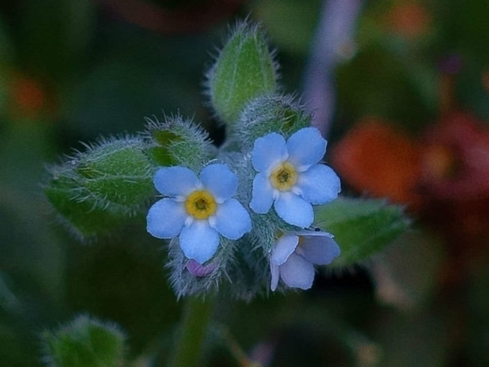 Myosotis arvensis (Field Forget-me-not)