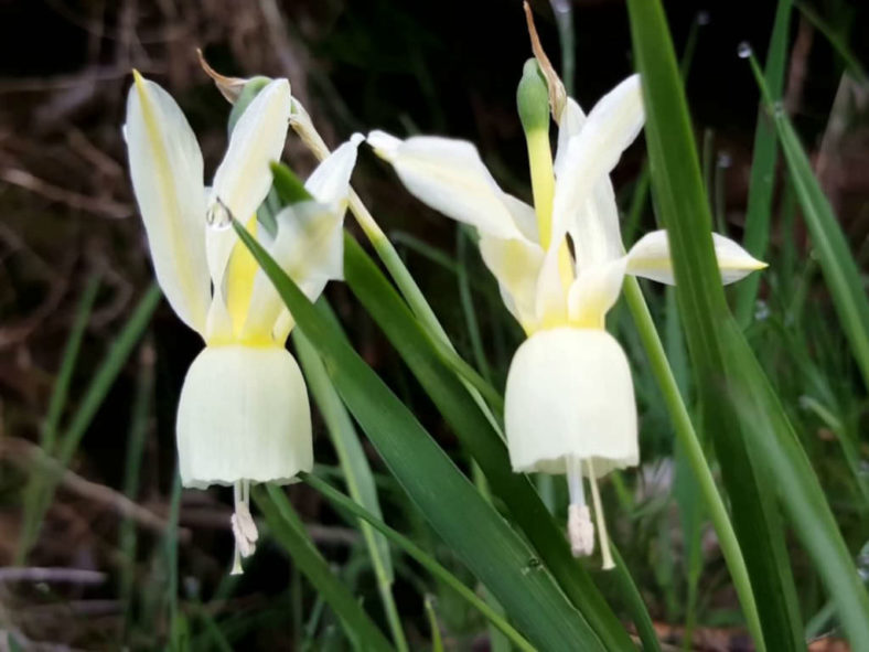 Narcissus triandrus (Angel's Tears)