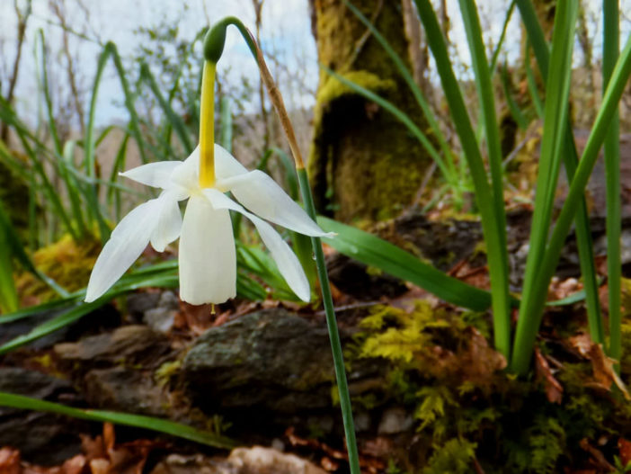 Narcissus triandrus (Angel's Tears)