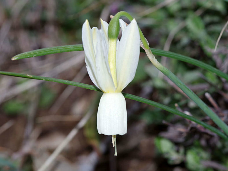 Narcissus triandrus (Angel's Tears)
