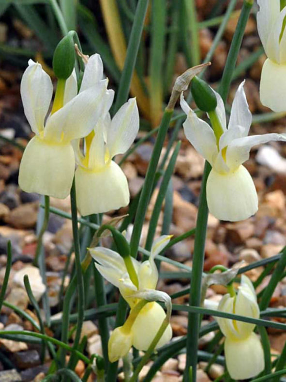 Narcissus triandrus (Angel's Tears)