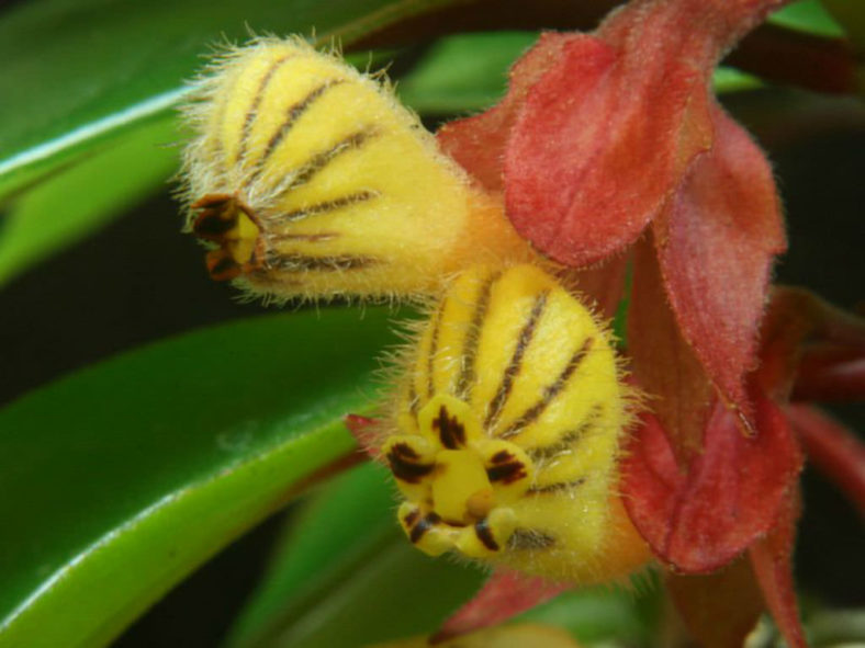 Nematanthus tessmannii