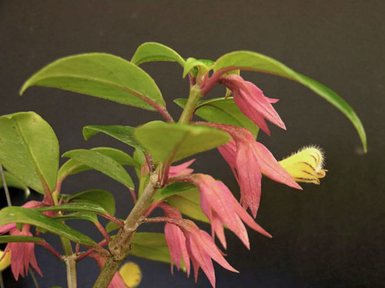 Nematanthus tessmannii