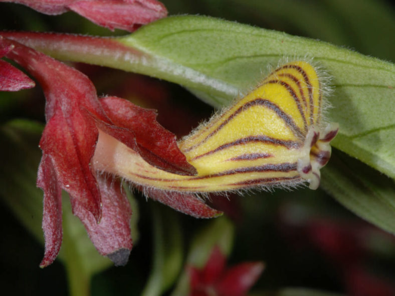 Nematanthus tessmannii