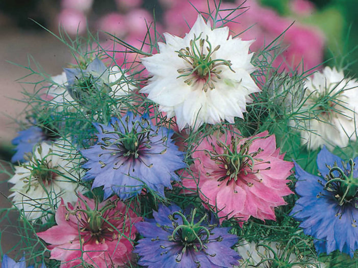 Nigella damascena 'Persian Jewels' (Love-in-a-mist)