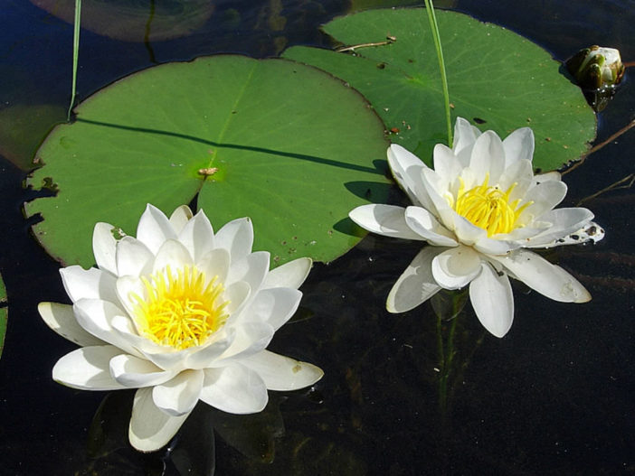 Nymphaea candida (Dwarf White Water Lily)