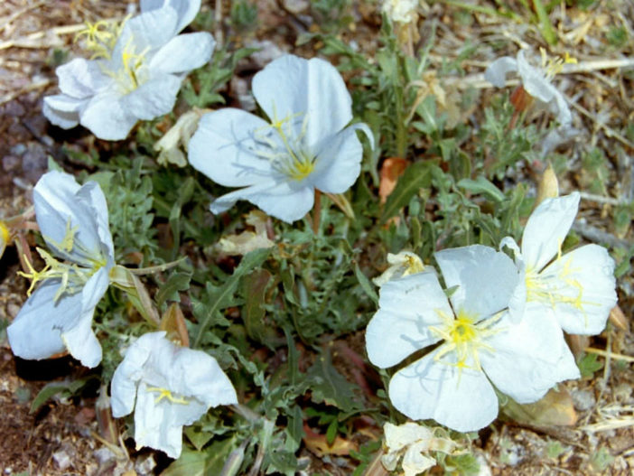 Oenothera albicaulis (Whitest Evening Primrose)