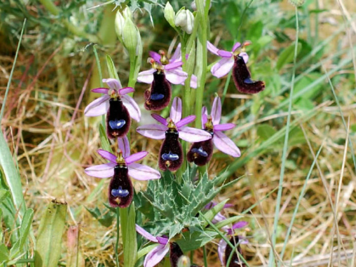 Ophrys bertolonii (Bertoloni's Bee Orchid)