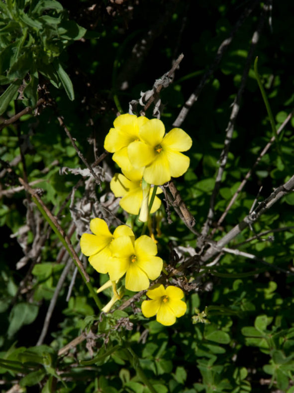 Oxalis albicans (Radishroot Woodsorrel)