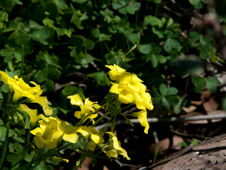 Oxalis albicans (Radishroot Woodsorrel)