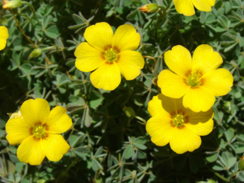 Oxalis Albicans Radishroot Woodsorrel World Of Flowering Plants