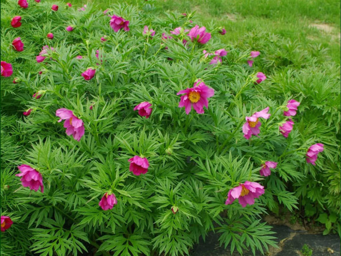 Paeonia anomala (Anomalous Peony)