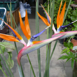 Strelitzia juncea - World of Flowering Plants