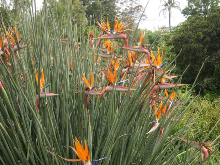 Strelitzia juncea (Narrow-leafed Bird of Paradise)