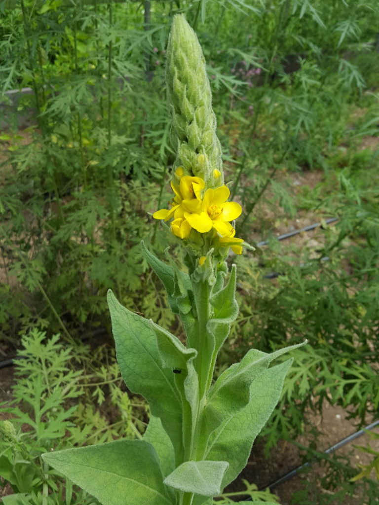 verbascum thapsus (common mullein) | world of flowering plants