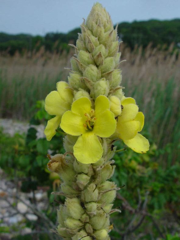 Verbascum thapsus (Common Mullein)
