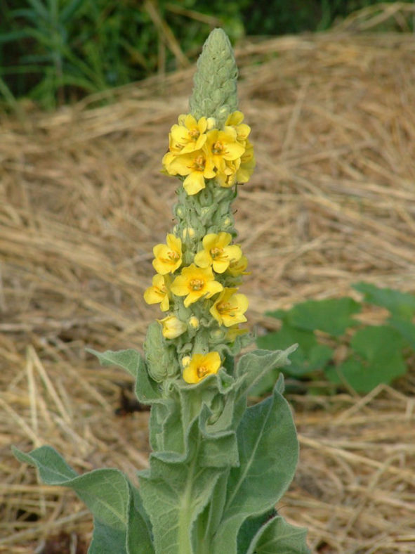 Verbascum thapsus (Common Mullein)