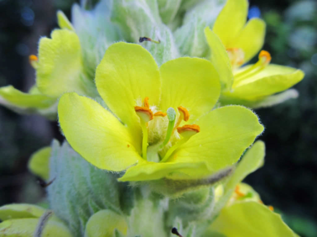 Verbascum thapsus Common Mullein   World of Flowering Plants