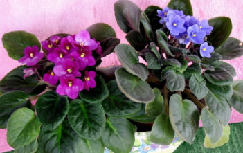 Tips on Getting African Violets to Bloom African Violets