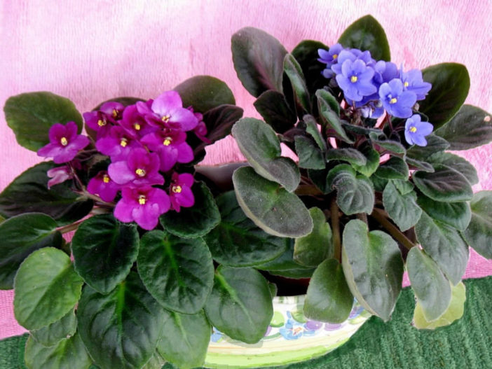 Getting African Violets Bloom