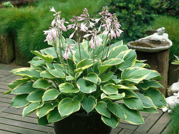 Hosta sieboldiana 'Aureo Marginata'