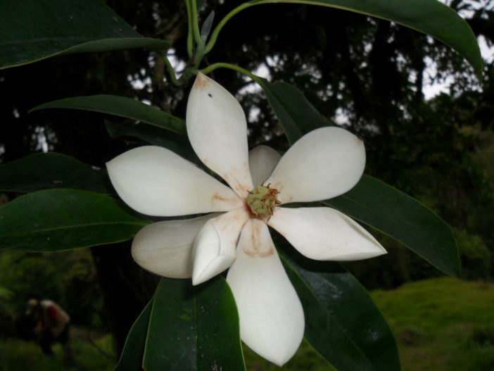 Magnolia poasana (Poas Magnolia)