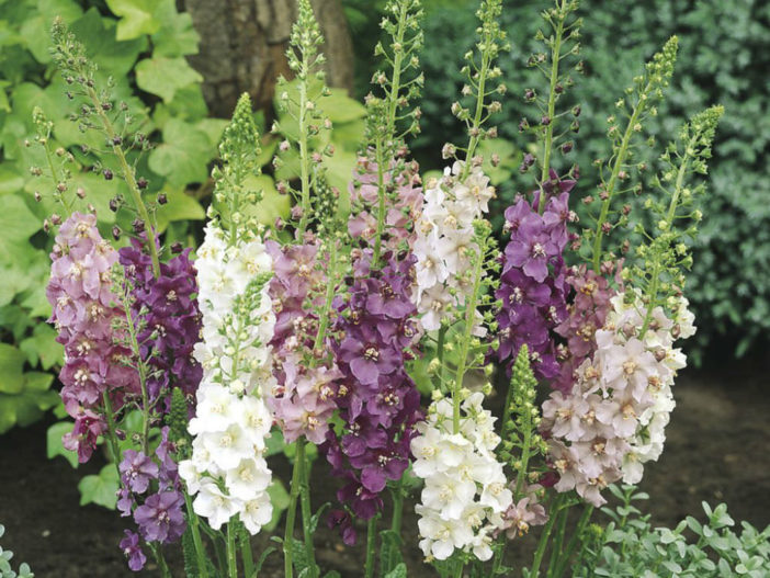 Grow and Care Mullein (Verbascum)